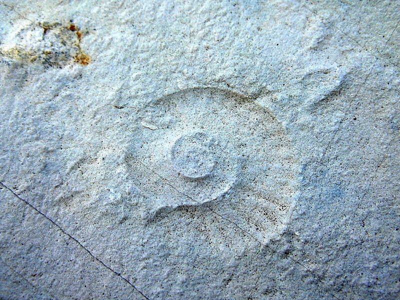 Fossili a me sconosciuti 2